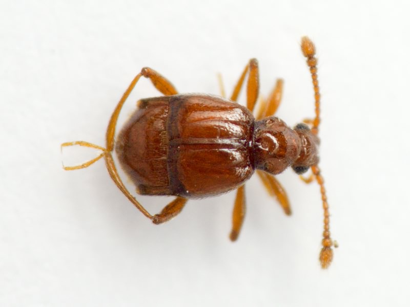 Brachygluta haematica (Reichenbach, 1816)